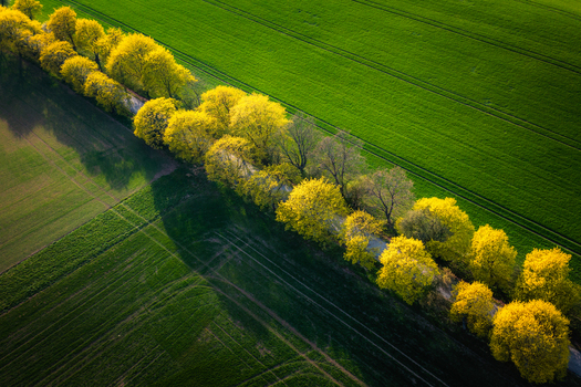 Aerial view of a diagonal line of vibrant yellow flowering trees bordering lush green agricultural fields with long shadows in Kunkovice Zlin Region Czechia. Aerial view of a diagonal line of vibrant yellow flowering trees bordering lush green agricultural fields with long shadows in Kunkovice Zlin Region Czechia.