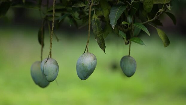 View of green mangoes hanging from a tree branch Bangladesh. View of green mangoes hanging from a tree branch Bangladesh.