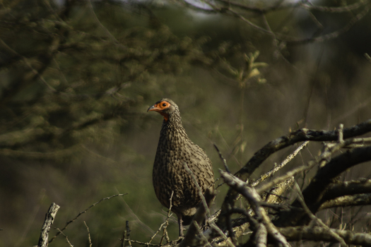 View of a Swainson s spurfowl perched on a dry branch amidst the natural bushveld vegetation at Tumbeta Private Game Reserve Thabazimbi Limpopo South Africa.
