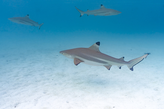 View of blacktip reef sharks swimming in clear turquoise water over a white sandy seabed in Moorea Maiao Windward Islands French Polynesia.