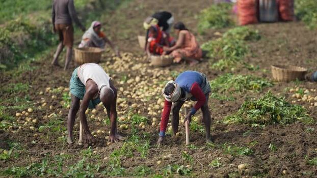 View of farmers harvesting potatoes in a field India.