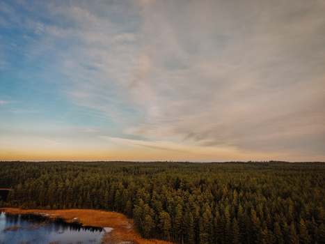 Aerial view of a pristine forest lake with calm dark water reflecting the sky surrounded by a dense evergreen pine forest in the Nordic wilderness of Smiltene Smiltene Municipality Latvia.
