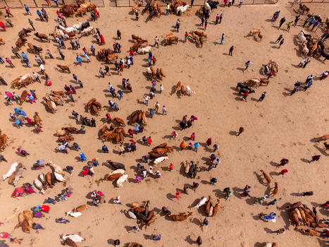 Aerial view of Kimana Animal Market with numerous cattle and people gathered on the dusty ground for livestock trading in Kimana Kajiado County Kenya.