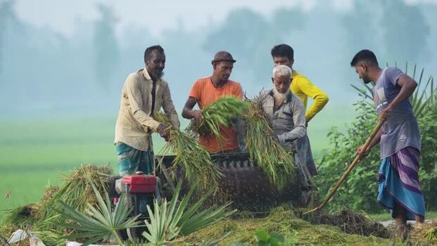 View of farmers using a mechanical thresher in a field Bangladesh. View of farmers using a mechanical thresher in a field Bangladesh.