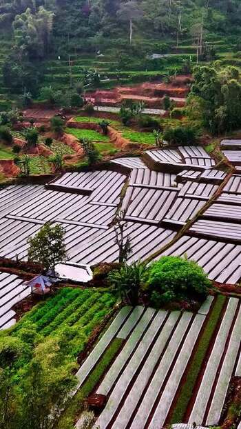 Aerial view of terraced vegetable fields in Bali Indonesia.