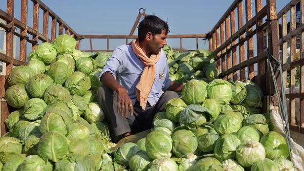 View of a man with a harvest of green cabbages in a truck Nepal. View of a man with a harvest of green cabbages in a truck Nepal.