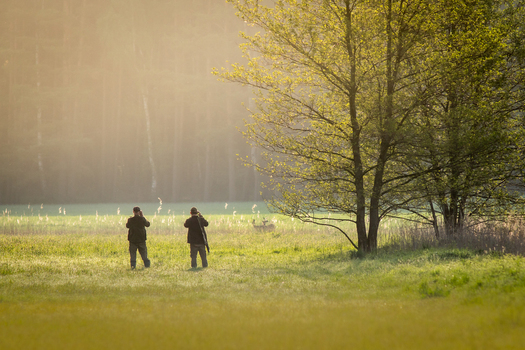 View of two people standing in a grassy field observing a deer in the distance during the golden hour with trees and forest in the background in Debrzno Pomeranian Voivodeship Poland.