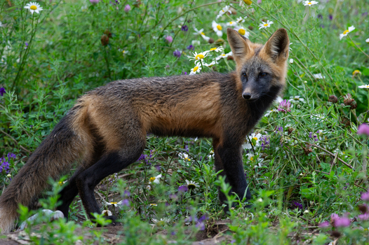 View of a fox standing in a field of wildflowers in Yellowstone National Park United States. View of a fox standing in a field of wildflowers in Yellowstone National Park United States.