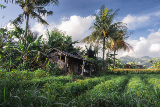 View of a traditional wooden hut with a thatched roof nestled among palm trees and lush green agricultural fields in Sidemen Bali Indonesia. View of a traditional wooden hut with a thatched roof nestled among palm trees and lush green agricultural fields in Sidemen Bali Indonesia.