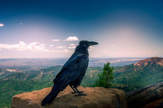 View of a black raven perched on a stone ledge overlooking the vast forested landscape of Bryce Canyon National Park in Utah United States.
