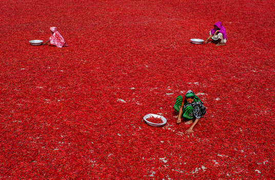 Bogura Bangladesh 22 February 2017 View of women working in a vast field of red chili peppers spread out to dry under the sun using metal bowls to sort the harvest. Bogura Bangladesh 22 February 2017 View of women working in a vast field of red chili peppers spread out to dry under the sun using metal bowls to sort the harvest.