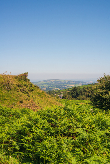 View of the Cheesewring landscape with lush green ferns in the foreground and rolling hills under a clear blue sky in Minions Cornwall United Kingdom. View of the Cheesewring landscape with lush green ferns in the foreground and rolling hills under a clear blue sky in Minions Cornwall United Kingdom.