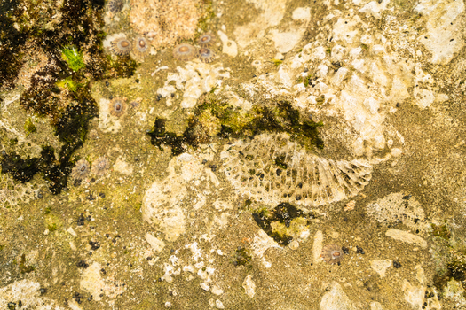View of fossilized coral and limpets on a rocky shore with green algae and sandy textures in Sri Lanka. View of fossilized coral and limpets on a rocky shore with green algae and sandy textures in Sri Lanka.