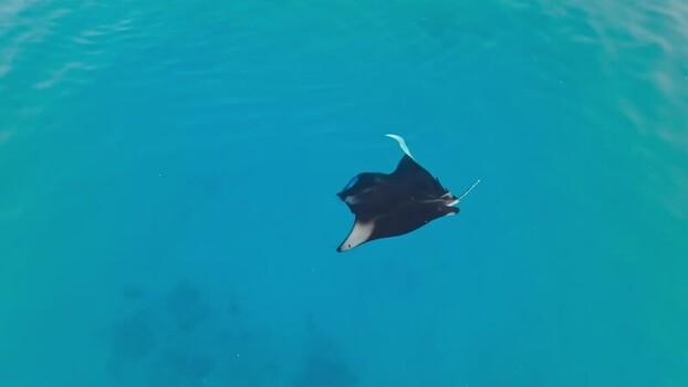 Aerial view of a manta ray in ocean Maldives. Aerial view of a manta ray in ocean Maldives.