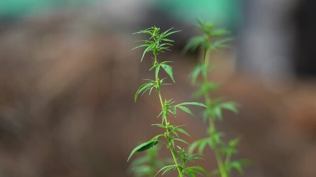 View of a green cannabis plant growing in a field Nepal.