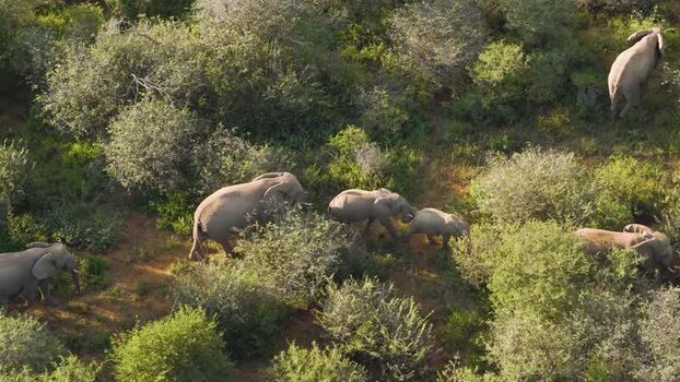 Aerial view of elephants in the bush South Africa.