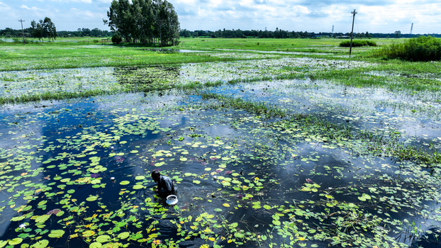 Aerial view of a man harvesting water lilies in a flooded field surrounded by lush green vegetation and trees under a cloudy sky in Munshiganj Dhaka Division Bangladesh.