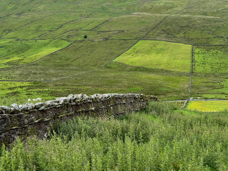 View of rolling green hills and traditional dry stone walls under a soft light in the Yorkshire Dales Hawes England United Kingdom. View of rolling green hills and traditional dry stone walls under a soft light in the Yorkshire Dales Hawes England United Kingdom.