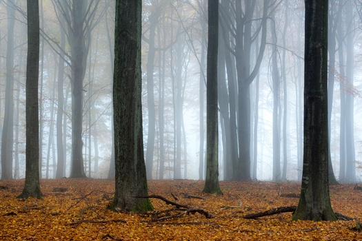 View of tall trees in a dense forest during autumn with thick morning fog and a carpet of fallen golden leaves covering the ground in Debrzno Pomeranian Voivodeship Poland. View of tall trees in a dense forest during autumn with thick morning fog and a carpet of fallen golden leaves covering the ground in Debrzno Pomeranian Voivodeship Poland.