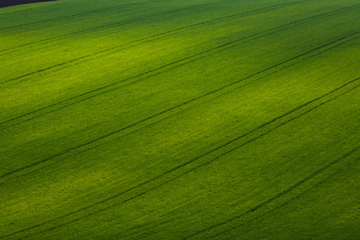 View of vibrant green agricultural fields with parallel tractor tracks under soft sunlight in Sardice South Moravian Region Czechia. View of vibrant green agricultural fields with parallel tractor tracks under soft sunlight in Sardice South Moravian Region Czechia.