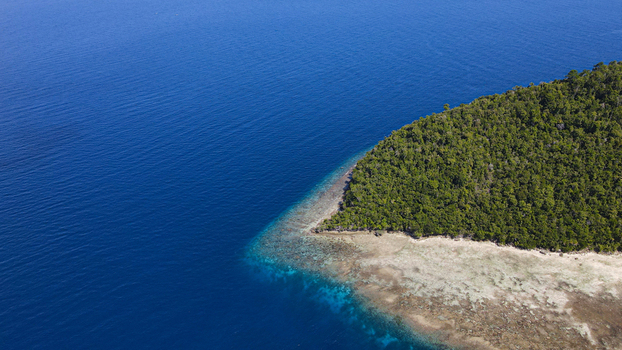 Aerial view of the lush tropical coastline of Raja Ampat with dense green forest meeting the clear turquoise waters and coral reefs in Raja Ampat Southwest Papua Indonesia.