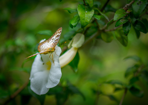 View of a butterfly resting on a white flower surrounded by lush green foliage in Puerto Jimenez Puntarenas Province Costa Rica. View of a butterfly resting on a white flower surrounded by lush green foliage in Puerto Jimenez Puntarenas Province Costa Rica.