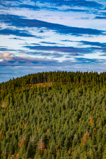View of the dense evergreen trees of the Black Forest under a blue cloudy sky in Offenburg Baden Wurttemberg Germany. View of the dense evergreen trees of the Black Forest under a blue cloudy sky in Offenburg Baden Wurttemberg Germany.