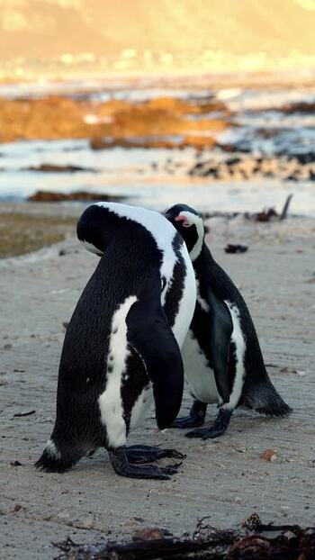 View of Stoney Point Penguin Colony South Africa. View of Stoney Point Penguin Colony South Africa.