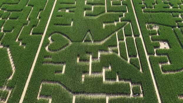 Aerial view of Labyrinthis corn maze in Soultz Haut Rhin France.