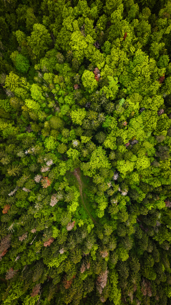 Aerial view of the dense green canopy of a lush forest with a narrow winding path near Route du Creux du Cerf in Gex Auvergne Rhone Alpes France.