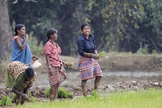 Odisha India 26 March 2026 View of women in vibrant saris planting rice seedlings in a flooded field their smiles mirroring the hopeful green shoots against the earthy tones. Odisha India 26 March 2026 View of women in vibrant saris planting rice seedlings in a flooded field their smiles mirroring the hopeful green shoots against the earthy tones.