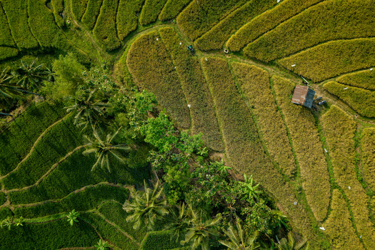 Aerial view of lush green rice terraces with palm trees and a small hut in the rural landscape of Semarang Regency Central Java Indonesia.