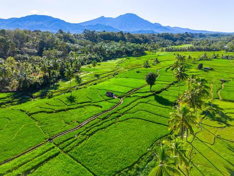 Aerial view of the lush green rice fields of Taba Tembilang with palm trees and a small hut against a backdrop of mountains in Arga Makmur Bengkulu Indonesia. Aerial view of the lush green rice fields of Taba Tembilang with palm trees and a small hut against a backdrop of mountains in Arga Makmur Bengkulu Indonesia.