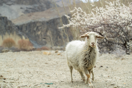View of a white sheep standing on rocky ground with blossoming trees and rugged mountains in the background Jaglot Gilgit Pakistan. View of a white sheep standing on rocky ground with blossoming trees and rugged mountains in the background Jaglot Gilgit Pakistan.