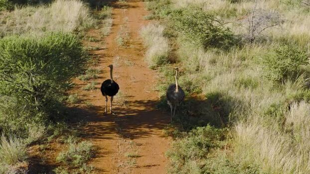 Aerial view of two ostriches walking on a dirt path South Africa.