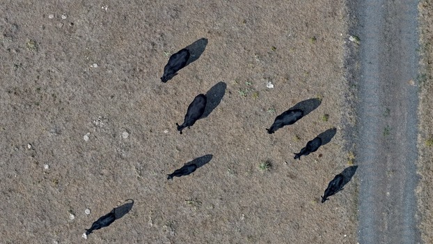 Aerial view of black cows grazing in a dry grassy field next to a dirt path in Golden Colorado United States.
