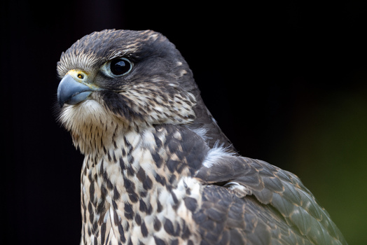 View of a majestic falcon with detailed brown and white plumage and a sharp beak against a dark background Selestat Grand Est France.