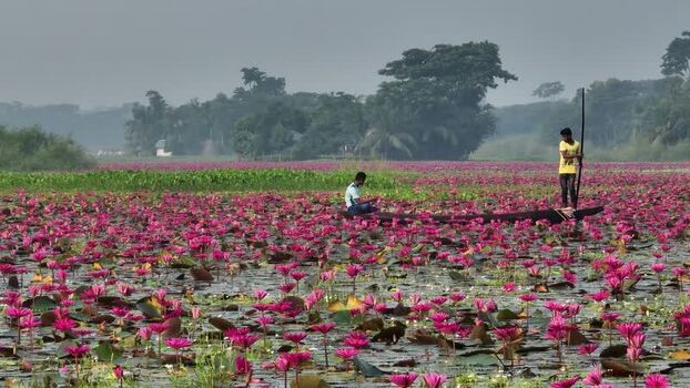 View of people in a boat on a water lily pond Bangladesh. View of people in a boat on a water lily pond Bangladesh.
