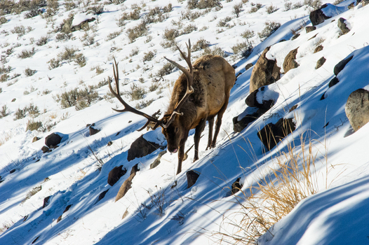 View of a bull elk with large antlers walking down a snow covered hillside with scattered rocks and dry grass in Yellowstone National Park United States.