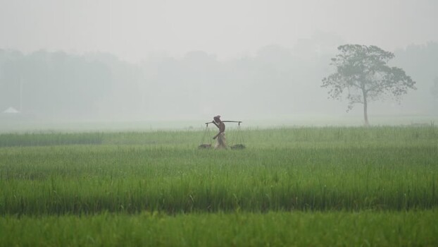 View of a farmer walking through misty rice fields Bangladesh.