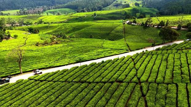 Aerial view of tea plantation in Pangalengan Indonesia.