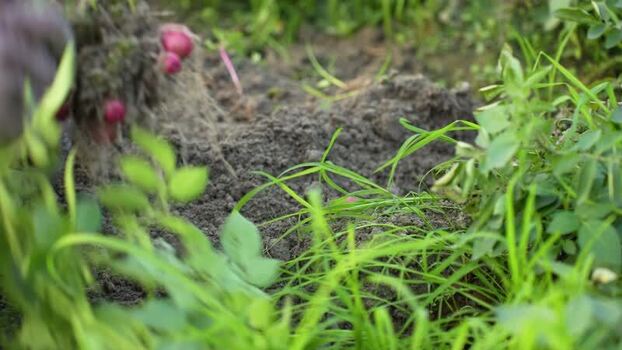 View of harvesting red potatoes from the soil in a field Bangladesh. View of harvesting red potatoes from the soil in a field Bangladesh.