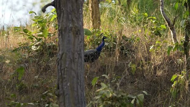 View of a peacock walking through tall grass in the forest Nepal.