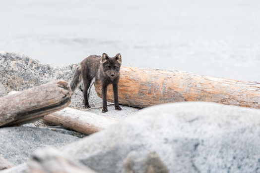 Svalbard and Jan Mayen 21 July 2025 View of an Arctic fox in its dark summer coat standing among driftwood logs and grey rocks on a remote shore. Svalbard and Jan Mayen 21 July 2025 View of an Arctic fox in its dark summer coat standing among driftwood logs and grey rocks on a remote shore.