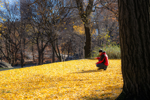 Manhattan United States 03 December 2025 View of a solitary figure amidst a vibrant golden carpet of fallen leaves in Central Park bathed in the soft light of a late autumn day.