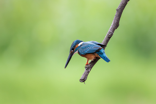 View of a common kingfisher with colorful blue and orange plumage perched on a branch against a blurred green background Dehong Dai and Jingpo Autonomous Prefecture Yunnan China. View of a common kingfisher with colorful blue and orange plumage perched on a branch against a blurred green background Dehong Dai and Jingpo Autonomous Prefecture Yunnan China.