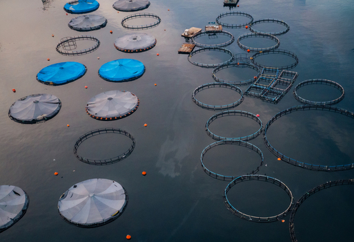Aerial view of fish farm with circular cages and blue covers floating in the calm sea near Epidavros Greece.