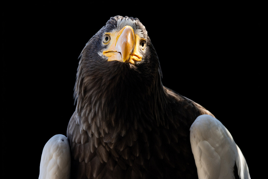 View of a majestic Steller s Sea Eagle with its powerful yellow beak and intense gaze against a dark background in Selestat Grand Est France.
