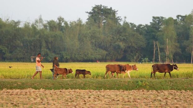 View of farmers walking with cattle past rice fields Bangladesh.