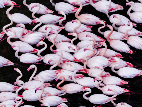 Aerial view of a vibrant gathering of pink flamingos creating a mesmerizing mosaic against the dark waters San Pedro del Pinatar Region of Murcia Spain. Aerial view of a vibrant gathering of pink flamingos creating a mesmerizing mosaic against the dark waters San Pedro del Pinatar Region of Murcia Spain.